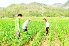 Nhiều chương trình hỗ trợ vùng đồng bào dân tộc ở Sơn La chuyển đổi cây trồng đã phát huy hiệu quả.