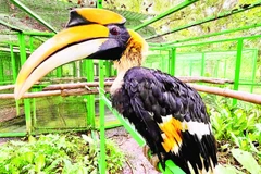 Cá thể chim hồng hoàng được nuôi dưỡng, chăm sóc tại Vườn quốc gia Cát Tiên.