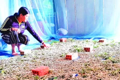Gia đình bà Lục Thị Nghiêm, xã Quảng Hòa đầu tư trồng dâu nuôi tằm từ nguồn vốn Chương trình 1719.
