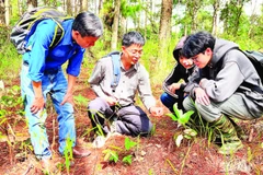 Tiến sĩ nấm học Trương Bình Nguyên hướng dẫn sinh viên Khoa Sinh học Trường đại học Đà Lạt phân biệt các loại nấm rừng thông Đà Lạt.