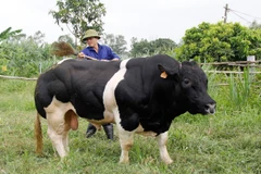 Dự án “Ứng dụng kết quả lai tạo giống bò BBB trên nên đàn bò thịt lai Sind thành đàn bò lai F1 hướng thịt trên địa bàn thành phố Hà Nội”.