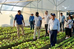 Đoàn công tác đánh giá dự án trồng rau sạch của một nông hộ ở Campuchia. (Ảnh: Fresh News) 