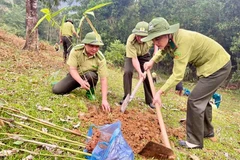 Cán bộ Kiểm lâm Lục Yên tham gia trồng rừng. Ảnh: Văn Thông