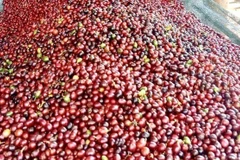Cà-phê tươi ở Quảng Trị. (Ảnh: TTXVN)