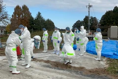 Tiêu hủy gia cầm nhiễm bệnh. (Ảnh minh họa: Tân Hoa xã)