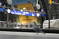 Một con chim bồ câu được nhìn thấy tại sân ga ở trung tâm Berlin, Đức. (Ảnh minh họa: Tân Hoa xã)