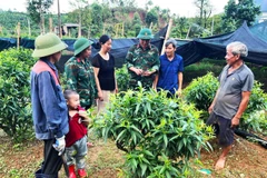 Bộ đội Lâm trường 42, Đoàn Kinh tế- Quốc phòng 327( Quân Khu 3) hỗ trợ cây giống cho gia đình ông Bùi Văn Thoạn, thôn Lục Phủ, Xã Hải Sơn, Quảng Ninh phát triển kinh tế gia đình.