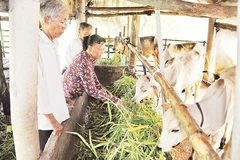 Mô hình nuôi bò giúp nhiều hộ gia đình vươn lên thoát nghèo bền vững. Ảnh Báo Cần Thơ. 