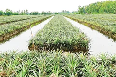 Cây khóm đang phủ “tấm áo xanh” cho Phú Quới.