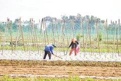 Bàu Tròn, xã Đại Lộc (thành phố Đà Nẵng) tích cực khôi phục mùa màng. Ảnh: Thế Vinh