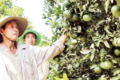 Mô hình sinh kế giúp nhiều hộ dân tăng thu nhập, cải thiện đời sống.