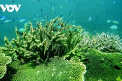 Công tác bảo tồn hệ sinh thái rừng - biển ở Vườn quốc gia Côn Đảo nhiều năm qua luôn được thống kê minh bạch (ảnh: Vườn QGCĐ)