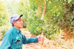 Người dân bên vườn mắc-ca.