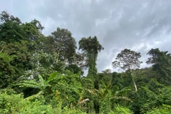 Rừng đóng vai trò quan trọng trong chiến lược đạt phát thải ròng bằng 0 (Net Zero).