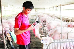Người dân tổ chức tiêm vắc-xin phòng dịch tả lợn châu Phi cho đàn lợn.