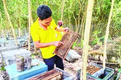 Anh Trần Minh Nìm kiểm tra đàn ong.