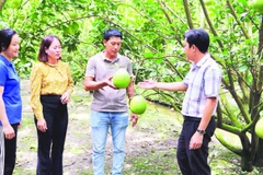 Anh Nguyễn Văn Bé Thi (giữa), ngụ Ấp 4, xã Tam Ngãi, tỉnh Vĩnh Long trao đổi với cán bộ Phòng Kinh tế xã về trồng bưởi Năm Roi theo tiêu chuẩn VietGAP.