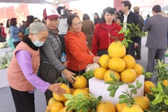 Người tiêu dùng Thủ đô lựa chọn sản phẩm bưởi để trưng Tết.