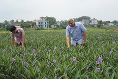 Nhiều thôn nông thôn mới không những quan tâm phát triển kinh tế, mà còn nỗ lực tạo dựng cảnh quan môi trường sạch đẹp.