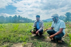 Cán bộ xã Ba Tô, huyện Ba Tơ, tỉnh Quảng Ngãi kiểm tra tình trạng trồng cây chờ đền bù trên địa bàn.