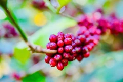 Việt Nam có tiềm năng về cà-phê. (Ảnh: CTV)
