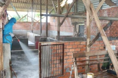 Các lực lượng chức năng phun hóa chất khử trùng, xử lý môi trường chuồng trại chăn nuôi.