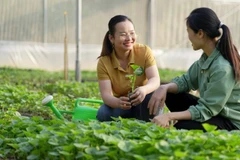 Rau màu được trồng mở rộng và ổn định. (Ảnh: PV)