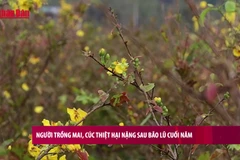 [Video] Người trồng mai, cúc thiệt hại nặng sau bão lũ cuối năm