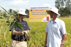 Cán bộ ngành nông nghiệp và môi trường hướng dẫn nông dân kiểm tra sâu bệnh trên cây lúa.