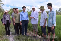 Tổ khuyến nông cộng đồng tư vấn kỹ thuật sản xuất lúa cho nông dân.