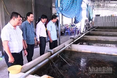Nuôi lươn không bùn hiện đã được nhân rộng khắp các địa bàn của thành phố Cần Thơ.