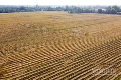Cánh đồng rơm rạ sau thu hoạch lúa.
