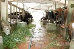 Hợp tác xã nuôi bò thịt và bò sữa phường Mỹ Xuyên, thành phố Cần Thơ.