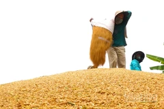 Nông dân tất bật thu hoạch lúa hè thu.