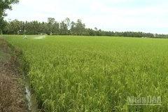 Nông dân phun thuốc bảo vệ diện tích lúa vụ 3 tại thành phố Cần Thơ.