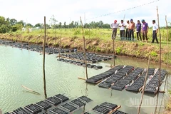 Mô hình nuôi cua biển thương phẩm trong hộp nhựa của ông Dư Quốc Bảo, phường Vĩnh Phước, thành phố Cần Thơ 