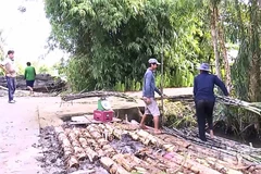 Nông dân trồng mía bán trục còn có nhiều mặt ưu điểm so với trồng mía bán cho nhà máy đường.