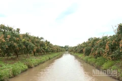 Xã Thới Hưng là vùng trồng thanh nhãn quy mô lớn của thành phố Cần Thơ.