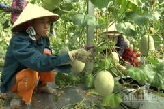 Nông dân chăm sóc mô hình trồng dưa lưới tại xã Hiệp Hưng, thành phố Cần Thơ.