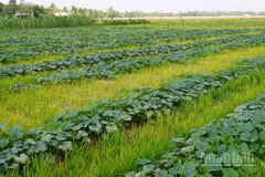 Ruộng lúa ở xã Tài Văn, thành phố Cần Thơ được chuyển sang trồng màu trong mùa khô. 