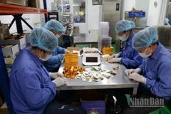 Công nhân Công ty trách nhiệm hữu hạn ca cao Xuân Ron Chợ Gạo đang làm ca cao thành phẩm.