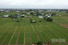 Sản xuất nông nghiệp 2025 vượt khó để ghi nhận kết quả tích cực. (Ảnh: THUẬN NGUYỄN)