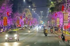 Đường hoa ánh sáng, nghệ thuật tổ chức trên đường Trần Hưng Đạo, phường Xuân Hương-Đà Lạt, nơi có nhiều cây mai anh đào đang nở rộ.