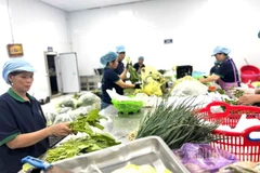 Một hợp tác xã sản xuất rau sạch trên địa bàn Hà Nội, (Ảnh: HNV)