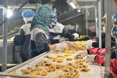 Khâu làm sạch gừng tươi trước khi chế biến tại nhà máy của Công ty trách nhiệm hữu hạn phát triển nông nghiệp và tư vấn môi trường (DACE) ở Hà Nội. (Ảnh: HNV)