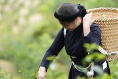 Nông dân tỉnh Cao Bằng hưởng lợi từ hỗ trợ của Quỹ IFAD. (Ảnh: PV)