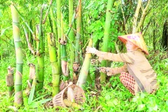 Bà Nguyễn Thị Sang thu hoạch măng tre trong vườn tre bốn mùa.