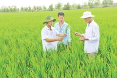 Tổ khuyến nông cộng đồng xã Vĩnh Thuận Tây, huyện Vị Thủy (Hậu Giang) luôn sát cánh cùng bà con nông dân.