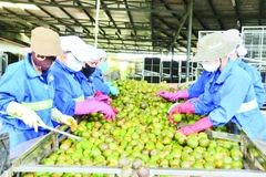 Dây chuyền tuyển chọn chanh dây bảo đảm chất lượng.