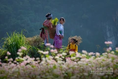 Miền đá nở hoa. (Ảnh: Vũ Linh) 